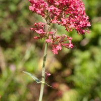Red Valerian